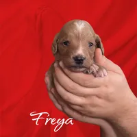 F1B Freya, a female Goldendoodle for sale in Winston-Salem, NC – Photo 6 of 10