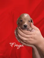 F1B Freya, a female Goldendoodle for sale in Winston-Salem, NC – Photo 2 of 5