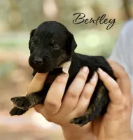 BENTLEY, a male Bernedoodle for sale in Winston-Salem, NC – 2 of 3
