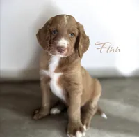FINN, a male Irish Doodle for sale in Winston-Salem, NC – 1 of 4