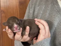 Jax, a male Goldendoodle for sale in Winston-Salem, NC – Photo 1 of 4