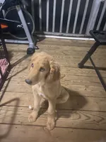 Duke, a male Goldendoodle for sale in Winston-Salem, NC – 4 of 5