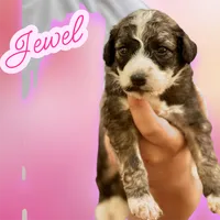 JEWEL, a female Bernedoodle for sale in Winston-Salem, NC – 3 of 3