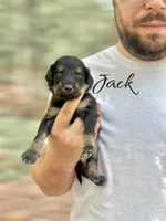 JACK, a male Bernedoodle for sale in Winston-Salem, NC – 3 of 3