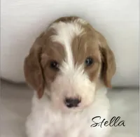 STELLA, a female Irish Doodle for sale in Winston-Salem, NC – 2 of 4