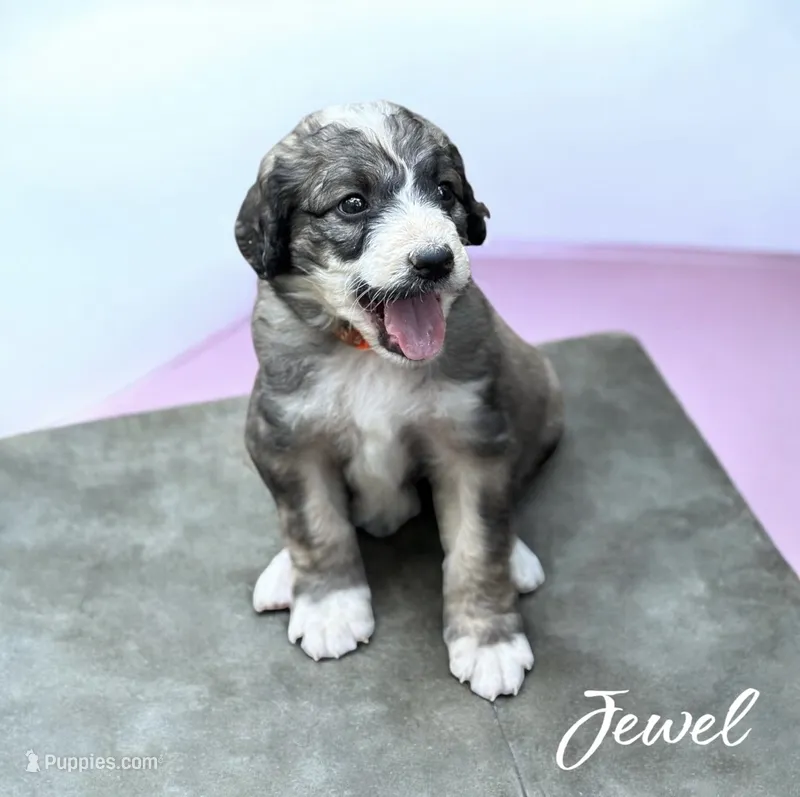 JEWEL TRI-COLOR – Bernedoodle puppy for sale in Winston-Salem, NC
