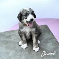 JEWEL TRI-COLOR, a female Bernedoodle for sale in Winston-Salem, NC – 1 of 5