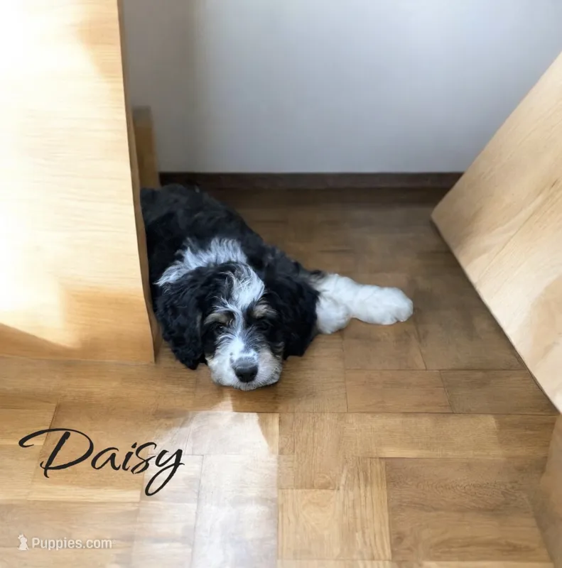 Daisy, a female Bernedoodle for sale in Winston-Salem, NC – 1 of 3