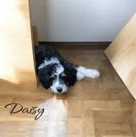 Daisy, a female Bernedoodle for sale in Winston-Salem, NC – 1 of 3