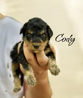 CODY, a male Bernedoodle for sale in Winston-Salem, NC – 4 of 4