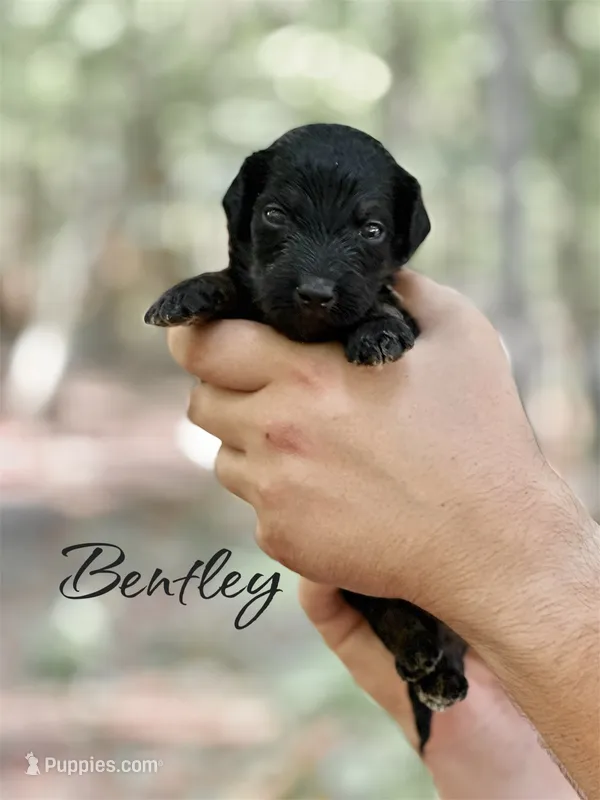 BENTLEY – Bernedoodle puppy for sale in Winston-Salem, NC