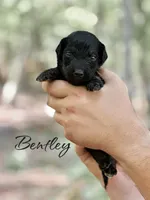 BENTLEY, a male Bernedoodle for sale in Winston-Salem, NC – 1 of 3