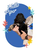 Bernedoodle, a female Bernedoodle for sale in Winston-Salem, NC – Photo 1 of 7