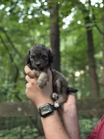 Bernedoodle, a female Bernedoodle for sale in Winston-Salem, NC – Photo 5 of 7