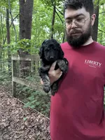 Bernedoodle, a female Bernedoodle for sale in Winston-Salem, NC – Photo 6 of 7
