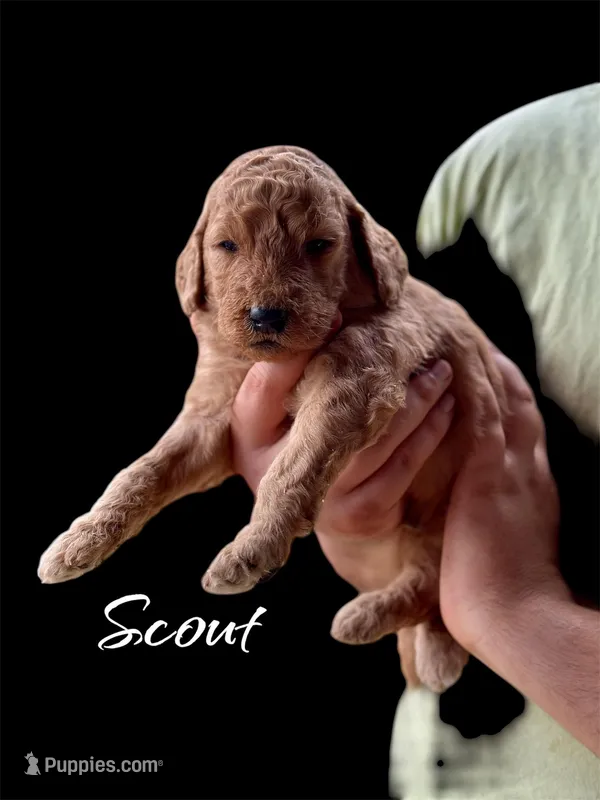 Scout – Goldendoodle puppy for sale in Winston-Salem, NC