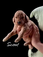 Scout, a male Goldendoodle for sale in Winston-Salem, NC – Photo 1 of 3