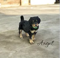 ANGEL, a female Bernedoodle for sale in Winston-Salem, NC – 2 of 6
