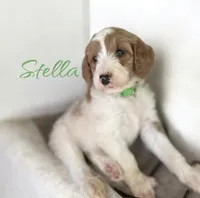 STELLA, a female Irish Doodle for sale in Winston-Salem, NC – 4 of 4