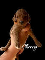 CHERRY, a female Goldendoodle for sale in Winston-Salem, NC – Photo 1 of 5