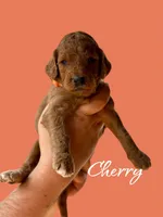 CHERRY, a female Goldendoodle for sale in Winston-Salem, NC – Photo 2 of 5