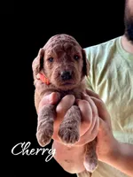 CHERRY, a female Goldendoodle for sale in Winston-Salem, NC – Photo 3 of 5