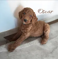 OSCAR, a male Irish Doodle for sale in Winston-Salem, NC – 3 of 3