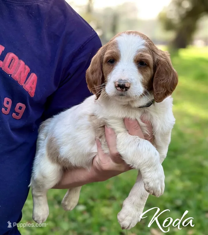 KODA – Irish Doodle puppy for sale in Winston-Salem, NC