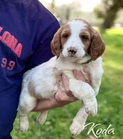 KODA, a male Irish Doodle for sale in Winston-Salem, NC – Photo 1 of 9