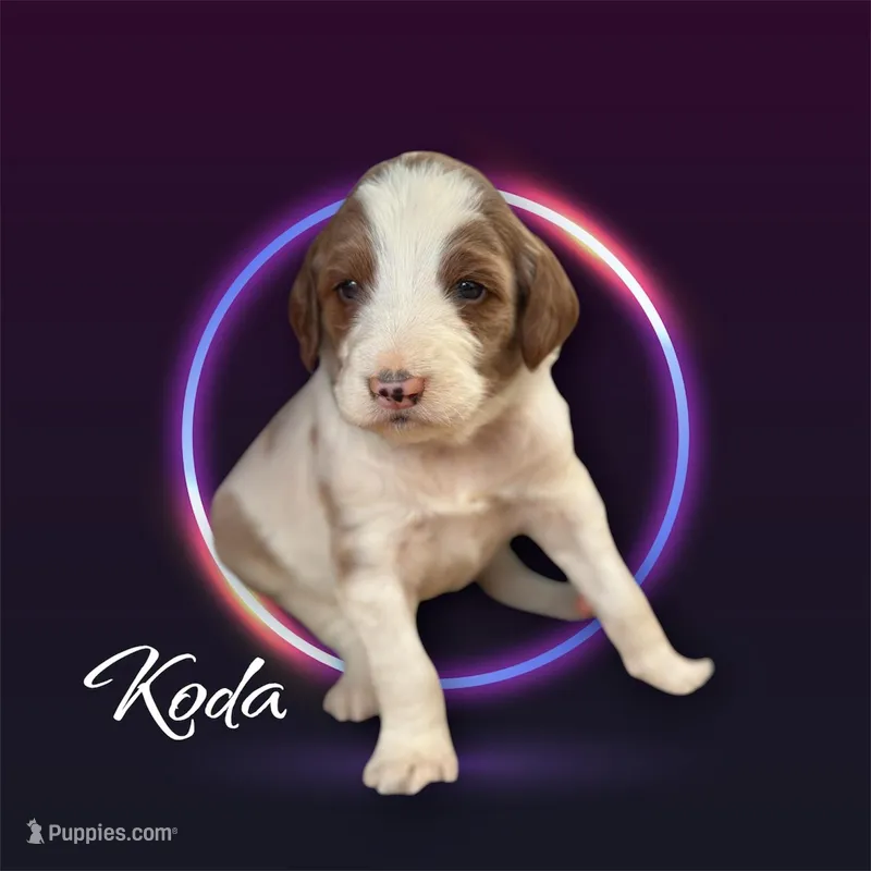 KODA – Irish Doodle puppy for sale in Winston-Salem, NC