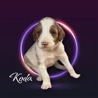 KODA, a male Irish Doodle for sale in Winston-Salem, NC – Photo 4 of 9