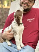 KODA, a male Irish Doodle for sale in Winston-Salem, NC – Photo 2 of 9