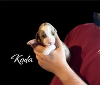 KODA, a male Irish Doodle for sale in Winston-Salem, NC – Photo 2 of 2