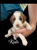 KODA, a male Irish Doodle for sale in Winston-Salem, NC – Photo 7 of 9