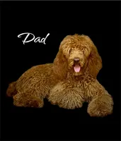 KODA, a male Irish Doodle for sale in Winston-Salem, NC – Photo 9 of 9
