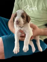 KODA, a male Irish Doodle for sale in Winston-Salem, NC – Photo 3 of 9