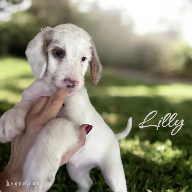 LILLY – Irish Doodle puppy for sale in Winston-Salem, NC