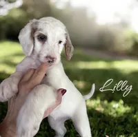 LILLY, a female Irish Doodle for sale in Winston-Salem, NC – 1 of 4