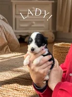 processed/55a06a52-d280-430a-b0b0-2f7721195ab7/listing/3c90b087-da4e-4e6f-b423-bba90d22782e/1b089d74-ce4f-4f38-a239-76367aff4695