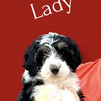Lady, a female Bernedoodle for sale in Winston-Salem, NC – Photo 3 of 9