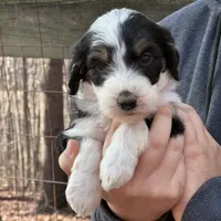 Lady, a female Bernedoodle for sale in Winston-Salem, NC – Photo 6 of 9
