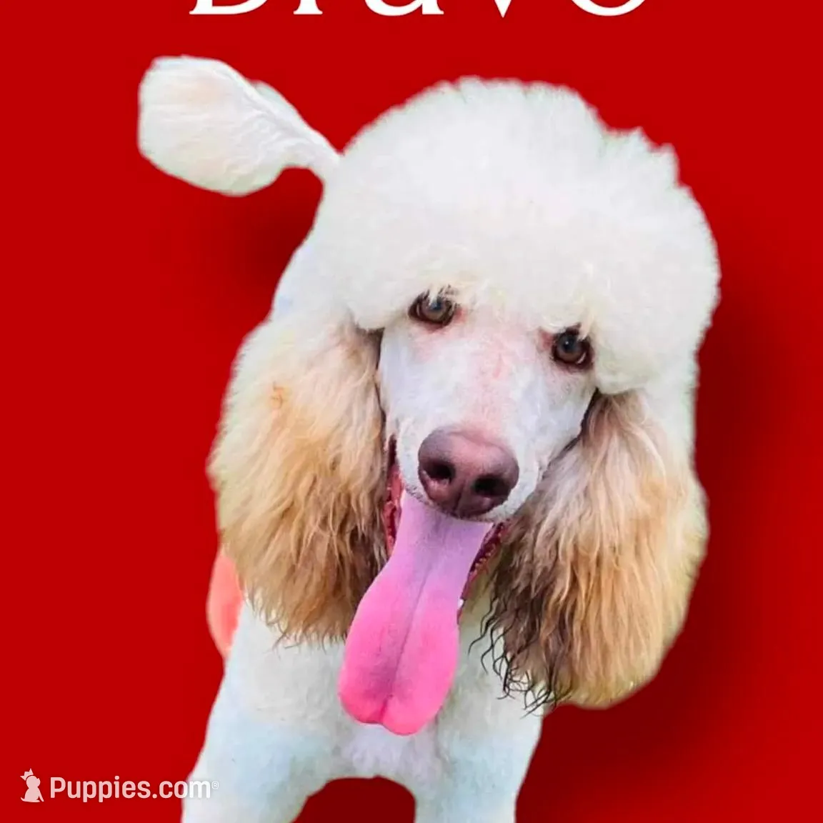 Lady, a female Bernedoodle for sale in Winston-Salem, NC – Photo 9 of 9