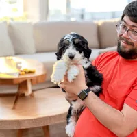 Lady, a female Bernedoodle for sale in Winston-Salem, NC – Photo 1 of 9