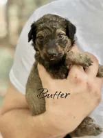 BUTTER, a female Bernedoodle for sale in Winston-Salem, NC – 2 of 3