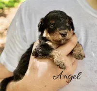 ANGEL, a female Bernedoodle for sale in Winston-Salem, NC – 3 of 3