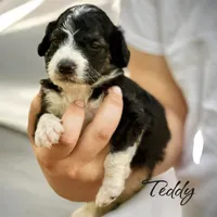 TEDDY, a male Bernedoodle for sale in Winston-Salem, NC – 2 of 2