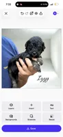 IZZY, a female Bernedoodle for sale in Winston-Salem, NC – 4 of 4