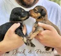 PEANUT, a male Bernedoodle for sale in Winston-Salem, NC – 4 of 4