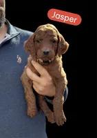 JASPER, a male Irish Doodle for sale in Winston-Salem, NC – Photo 1 of 4