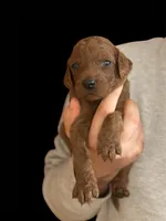 JASPER, a male Irish Doodle for sale in Winston-Salem, NC – Photo 2 of 4